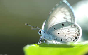 Image White Butterfly Gliding Through The Air Wallpaper