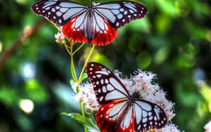 Immerse Yourself In A Butterfly Garden Wallpaper