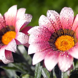 Immerse Yourself In Fantasy With The All-new Fantasy Phone Wallpaper