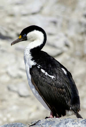 Imperial Shag Bird Portrait Wallpaper