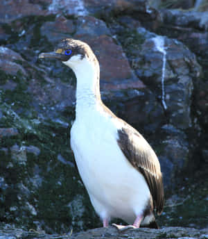 Imperial Shag Bird Standing On Rocks Wallpaper