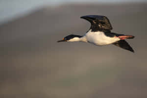 Imperial Shag In Flight Wallpaper