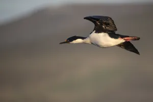 Imperial Shag In Flight Wallpaper