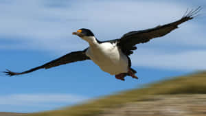 Imperial Shag In Flight Wallpaper