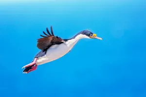 Imperial Shag In Flight Wallpaper