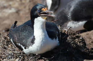 Imperial Shag Nesting Ground.jpg Wallpaper