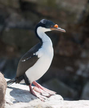 Imperial Shag On Rock Wallpaper