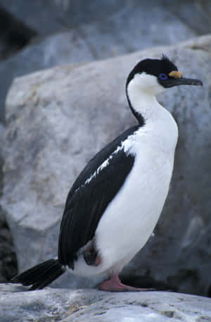 Imperial Shag On Rocks Wallpaper