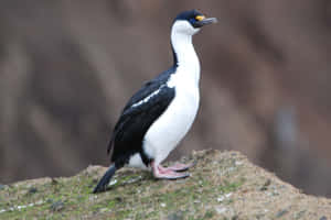 Imperial Shag On Rocky Ledge.jpg Wallpaper