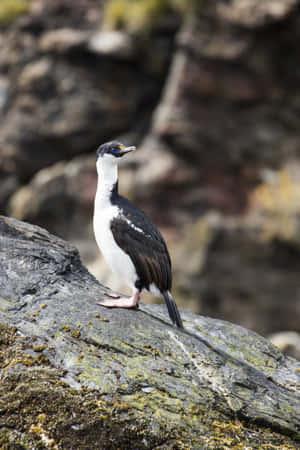 Imperial Shag On Rocky Shore.jpg Wallpaper