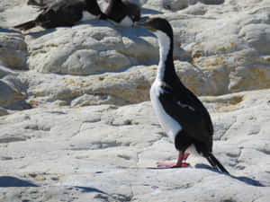 Imperial Shag On Rocky Shore.jpg Wallpaper