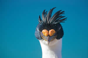 Imperial Shag Portrait Wallpaper