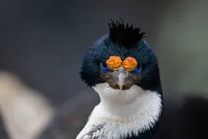 Imperial Shag Portrait Wallpaper