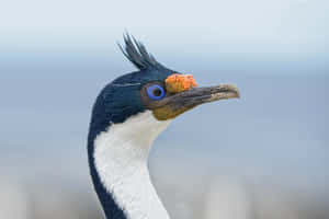 Imperial Shag Portrait Wallpaper