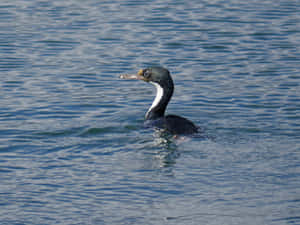 Imperial Shag Swimming Wallpaper