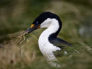 Imperial Shag With Nesting Material Wallpaper