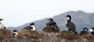 Imperial Shags Nesting Colony Wallpaper