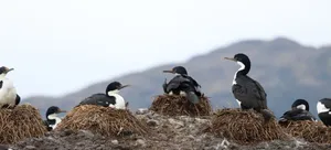 Imperial Shags Nesting Colony Wallpaper