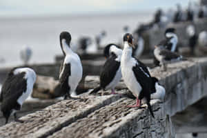 Imperial Shags Restingon Pier Wallpaper