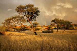 Incredible Scenery Of The African Savannah. Wallpaper