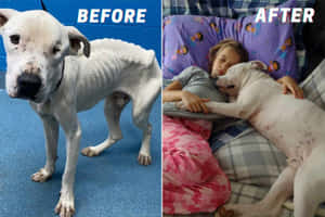 Incredible Transformation Of A Formerly Emaciated Dog Wallpaper