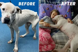 Incredible Transformation Of A Formerly Emaciated Dog Wallpaper