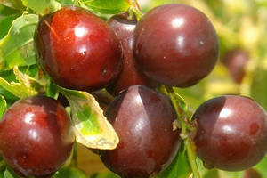 Indian Jujube Fruits Wallpaper