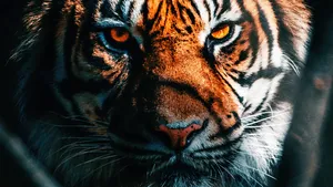 Indian Tiger Face Close-up Wallpaper