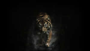 Indian Tiger Smoke Wallpaper