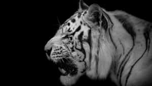 Indian Tiger Snarl Wallpaper