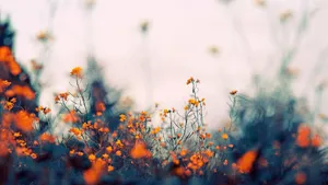 Indie Aesthetic Laptop Orange Flowers On Field Wallpaper