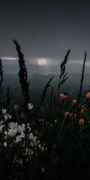 Indie Flower [wallpaper] Wallpaper