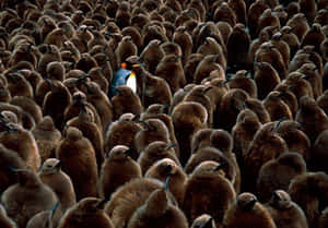 Individual Blue Penguin Wallpaper