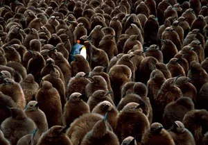 Individual Blue Penguin Wallpaper