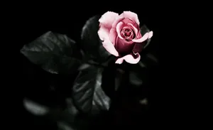 Individual Pink Rose Wallpaper