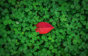 Individual Red Leaf Wallpaper