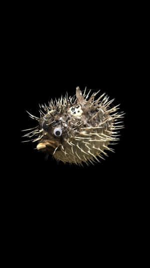 Inflated Blowfish Black Background Wallpaper