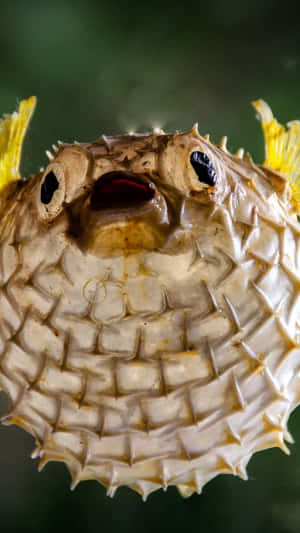 Inflated Blowfish Closeup Wallpaper