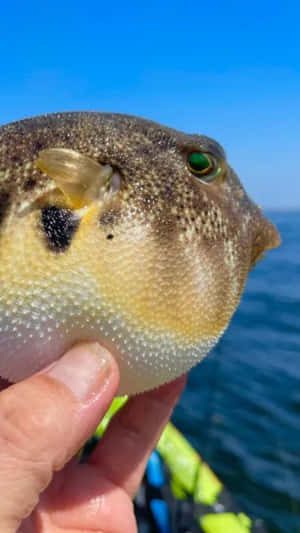 Inflated Blowfish Held By Human Wallpaper