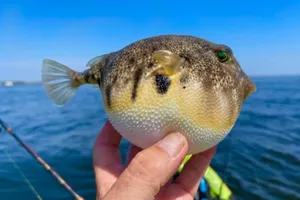 Inflated Blowfish Held Over Water Wallpaper