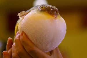 Inflated Blowfish Heldin Hands.jpg Wallpaper