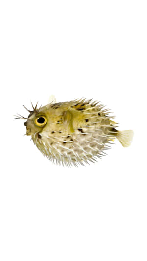 Inflated Blowfish Isolated Background Wallpaper