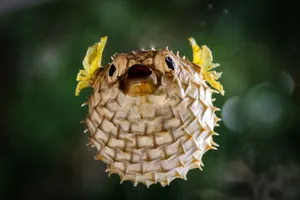 Inflated Blowfish Underwater Wallpaper
