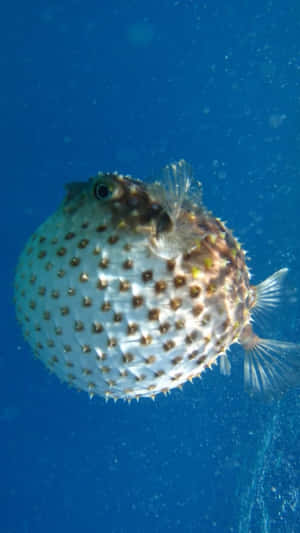 Inflated Blowfish Underwater Wallpaper