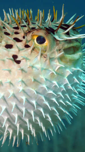 Inflated Blowfish Underwater Portrait Wallpaper