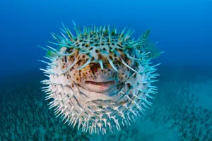 Inflated Blowfish Underwater Wallpaper