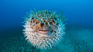 Inflated Porcupinefish Underwater Wallpaper