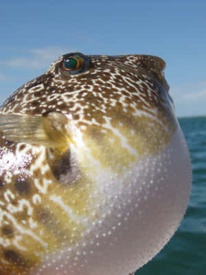 Inflated_ Pufferfish_ Closeup Wallpaper