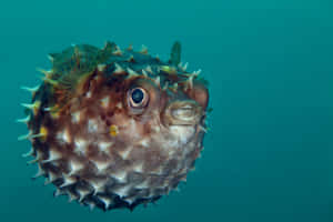 Inflated Pufferfish Underwater Wallpaper