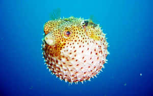 Inflated Pufferfish Underwater.jpg Wallpaper
